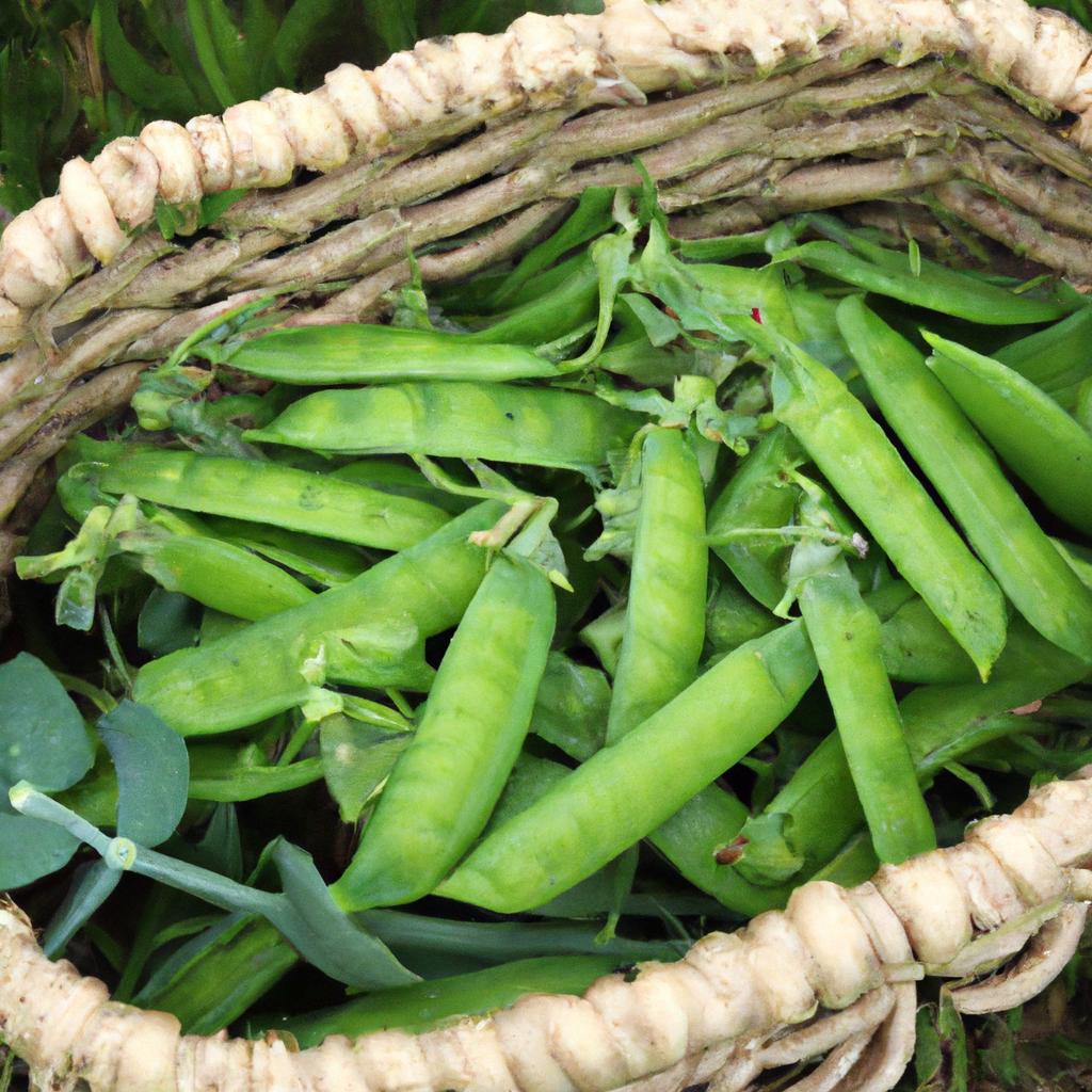 When To Harvest Shelling Peas