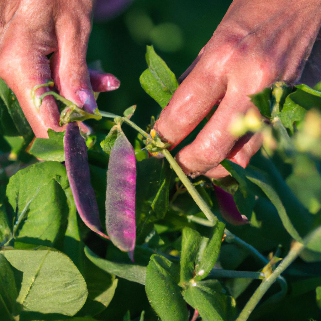 When To Pick Pinkeye Purple Hull Peas