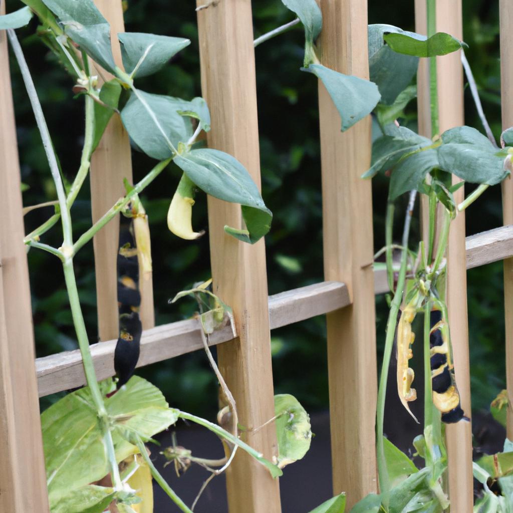Wooden trellis supporting healthy black-eyed peas.