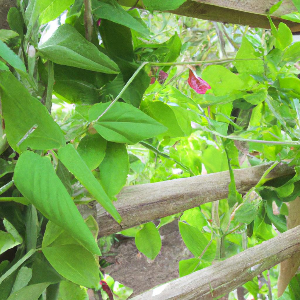 Snowbird pea vines clinging to a wooden trellis in a community garden.