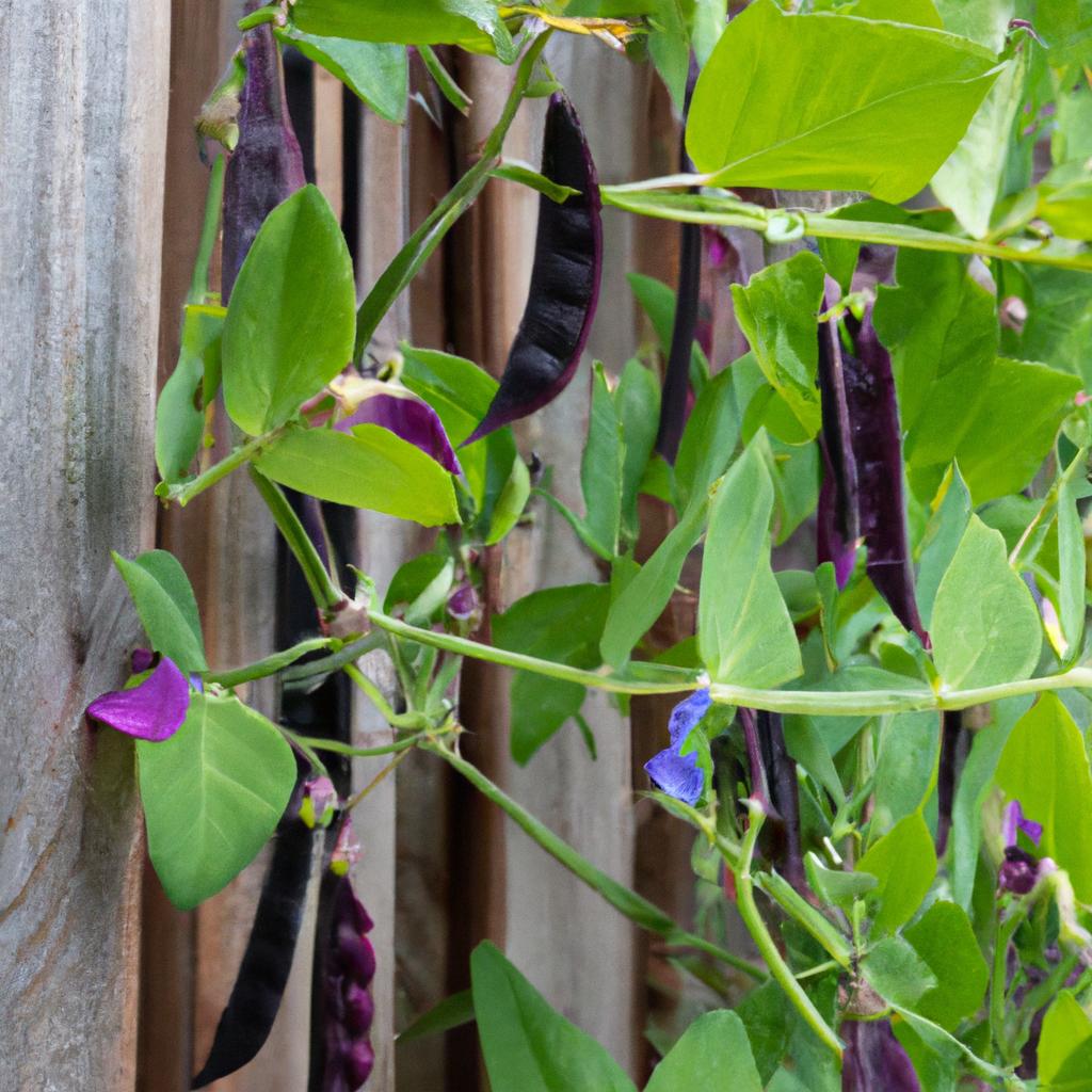 Trellising purple hull peas helps prevent diseases and pests while improving air circulation and sunlight exposure.