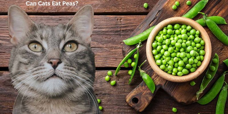 Can Cats Eat Peas?