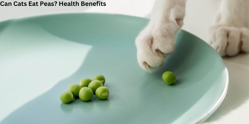 Can Cats Eat Peas? Health Benefits