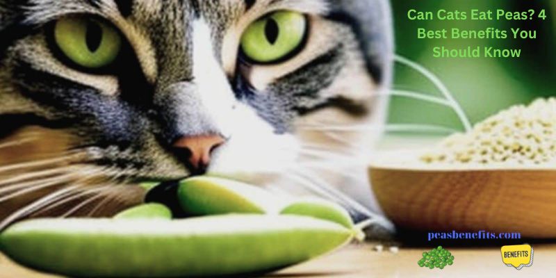 Can Cats Eat Peas? 4 Best Benefits You Should Know