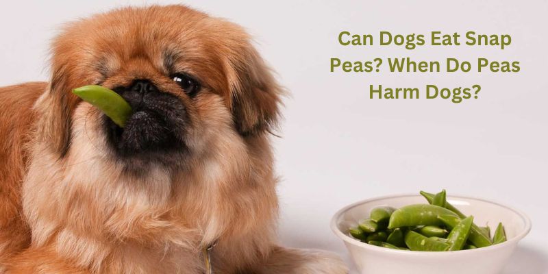 Can Dogs Eat Snap Peas? When Do Peas Harm Dogs?