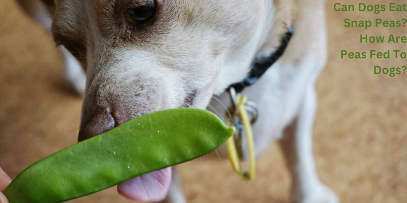 Can Dogs Eat Snap Peas? How Are Peas Fed To Dogs?