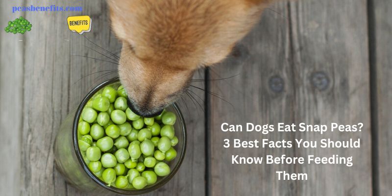 Can Dogs Eat Snap Peas? 3 Best Facts You Should Know Before Feeding Them